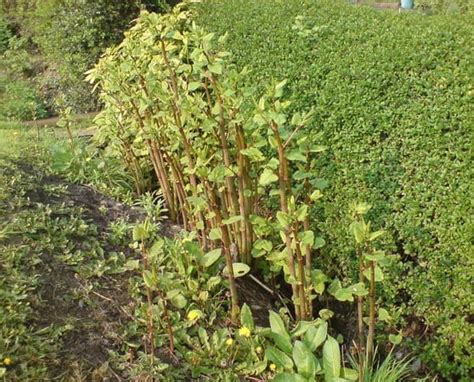 Treatment For Japanese Knotweed Nimrod Environmental Services