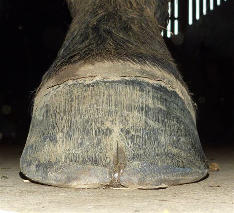 Barefoot Horse Blog: Hoof cracks - update