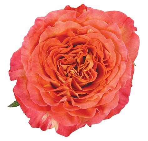 Garden Rose Orange Sunset - DV Flora