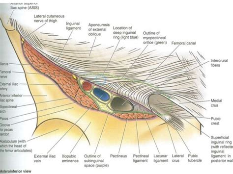 Surgical anatomy of the inguinal canal