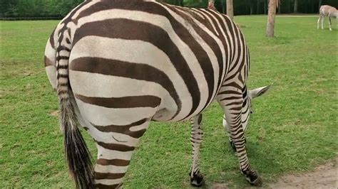 Zebra Butt Full Video Youtube