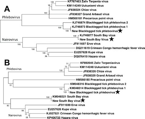 Phylogenetic Analysis Maximum Likelihood Phylogenetic Tree Of