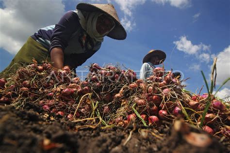 Panen Bawang Merah Antara Foto