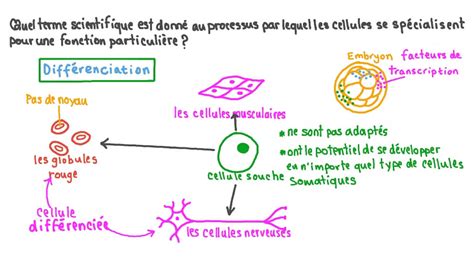 Vidéo Question Rappel De La Définition De La Différenciation Cellulaire Nagwa