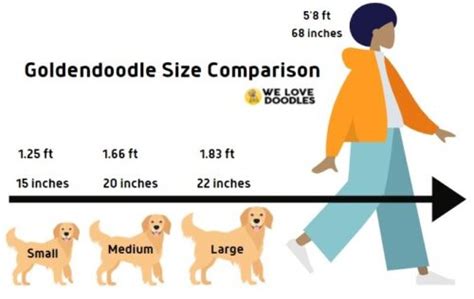 Miniature Goldendoodle Growth Chart