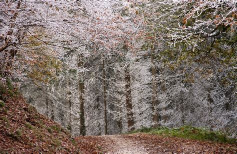 Stoke Woods Exeter 8 Chris Parker Flickr