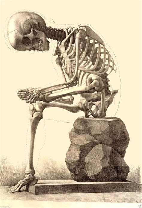 Sitting Skeleton C 1867 Ebay Anatomy Art Skeleton Anatomy