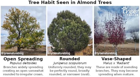 12 Different Types of Almond Trees & Identifying Features