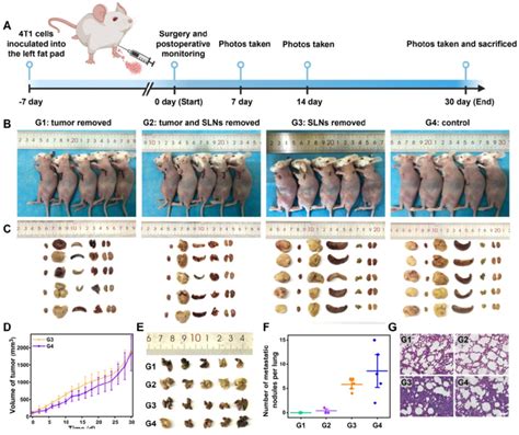 The Improved Surgery Outcomes Of 4T1 Tumor Bearing Mice With NIR II