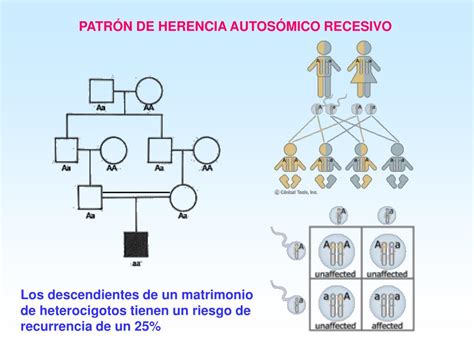 PPT PATRONES DE HERENCIA MONOGÉNICA PowerPoint Presentation free