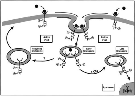 Pkc Activation Sorts Egfr To Recycling The Model Depicts Two