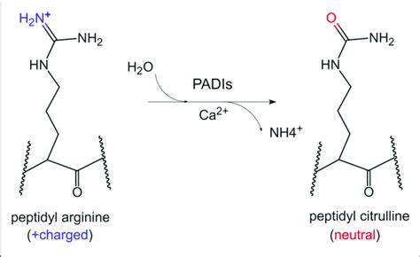 The Chemical Conversion Process Of Protein Citrullination In The