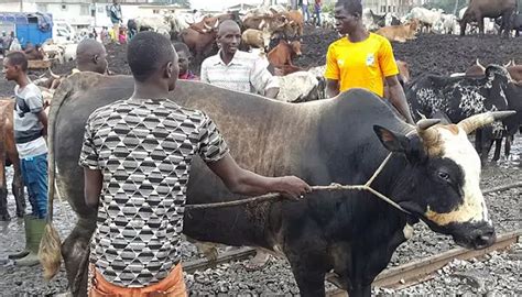 C Te D Ivoire Aucune Carcasse De Viande Bovine Concern E Par Ce