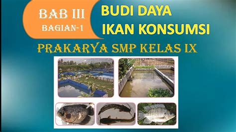 Budidaya Ikan Konsumsi Kelas