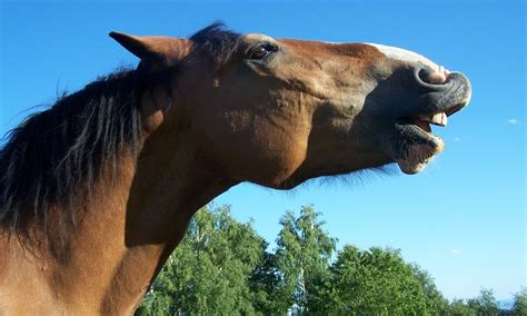 horse height hh hands  cm centimetres conversion