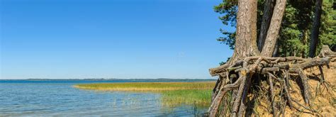 Coastal Pines At Sunrise Stock Photo Image Of Water 100000906