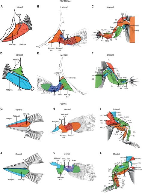 Frontiers The Evolution Of Appendicular Muscles During The Fin To