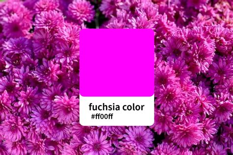 Everything You Should Know About Fuchsia Color | Fotor