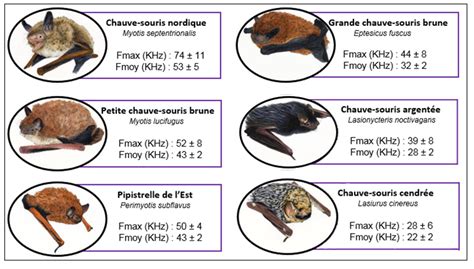 Cholocalisation Chauves Souris Aux Abris