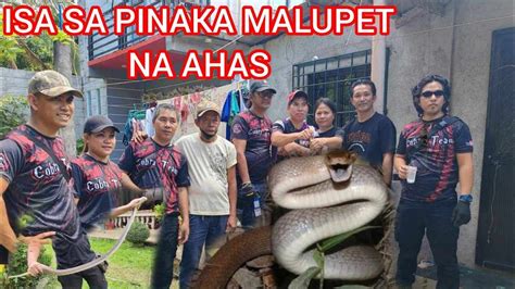 ANG MGA MISTERYOSONG AHAS Cobraprince Tolcobra Cobraking YouTube