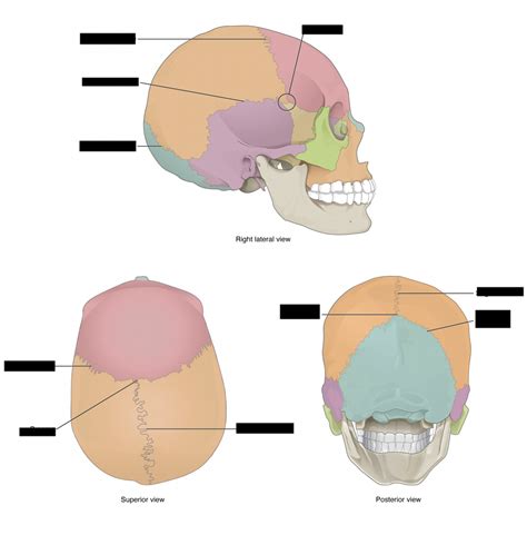 Sutures Diagram Quizlet