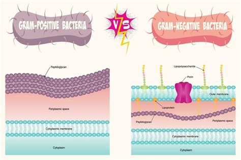Gram Negative Bacteria Diagram 