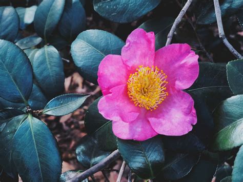 Banco de imagens flor Planta de florescência pétala plantar