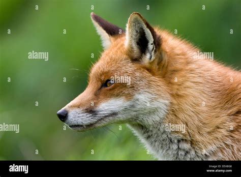 Side Shot Of The Head Of An English Red Fox With A Plan Green