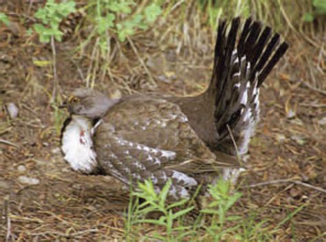 Blue Grouse — Mendocino Coast Audubon