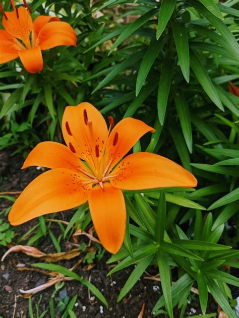 Do Lilies Spread Multiplying Asiatic Trumpet And Oriental Lily