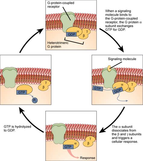 Signaling Molecules And Cellular Receptors Biology For Majors I