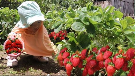 Panen Strawberry Panen Arben Panen Buah Panen Murbei Rasanya