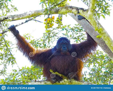 Orangutans Inhabit the Tropical Rainforests of Borneoï¿¼ Stock Photo ...