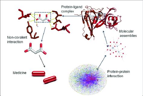 The Figure Illustrates The Role Of Non Covalent Interactions In Complex