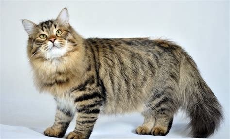 Siberian Forest Cat Breed | Information, Facts and Characteristcis