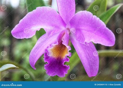 Purple Flower Of Cattleya Labiata Stock Photo Image Of Flora Floral