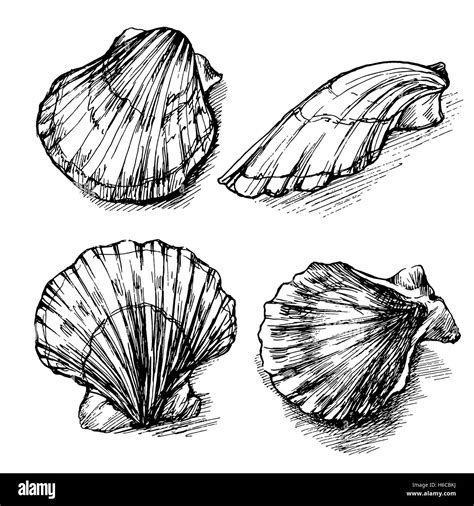 Ракушки для срисовки (Большое количество фото!) - drawpics.ru