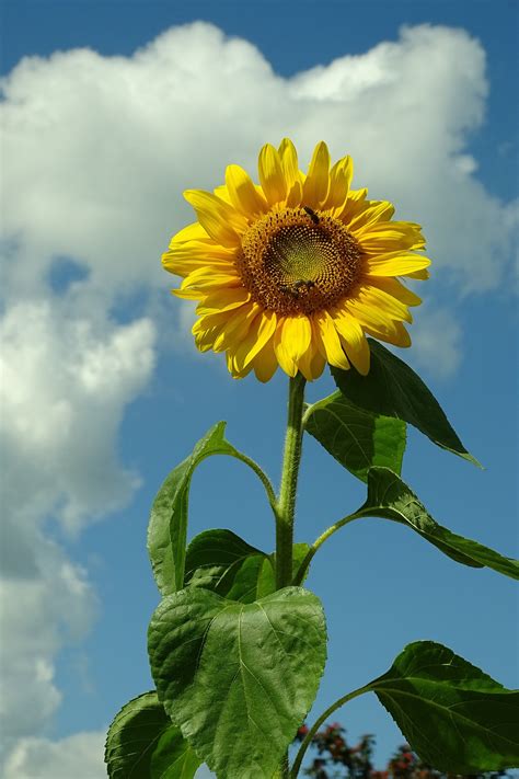 Fotos Gratis Paisaje Naturaleza Cielo Campo Flor Pétalo