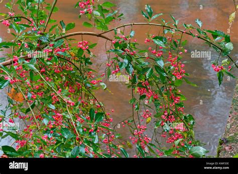 image, deciduous shrub Euonymus, Euonymus autumn close-up Stock Photo ...
