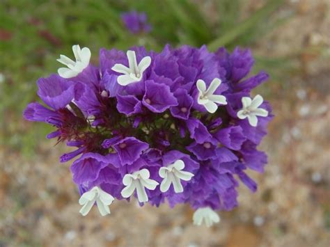 limonium sinuatum sea lavender peppy plants