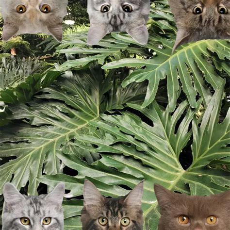 Is Tree Philodendron Toxic To Cats