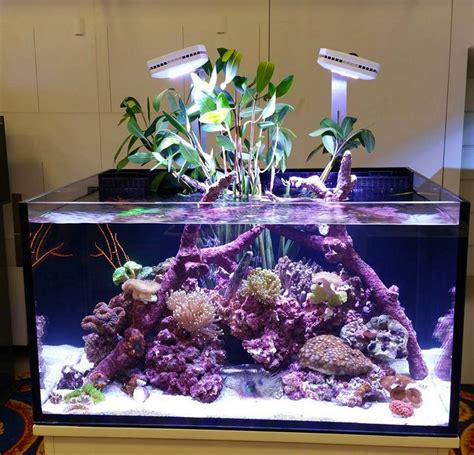 How many of you grow plants in your reef? | REEF2REEF Saltwater and ...