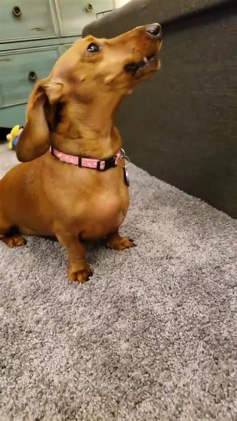 Funny Dog Singing Video Dachshund Puppy Miniature Dachshund Pets