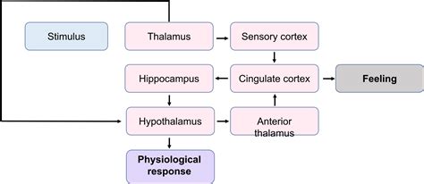 Emotions Overview Introduction To Neuroscience