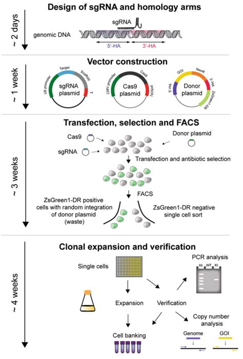 Gene Knockout And Knockin Cell Line Generation Fusion BioLabs