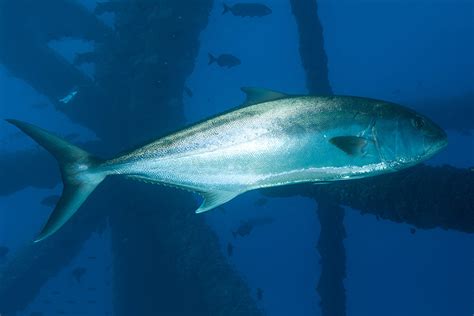 Greater Amberjack | NOAA Fisheries