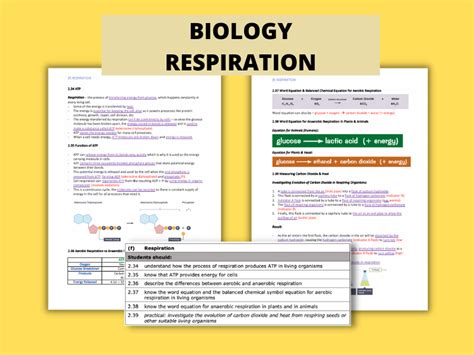 Respiration Igcse Biology Detailed Notes Teaching Resources