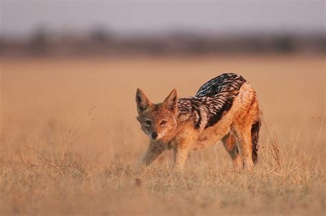 Black Backed Jackal Stretching | Sean Crane Photography