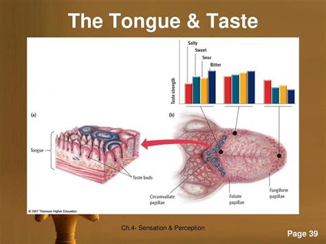 Chapter 4 Sensation And Perception Ppt Download