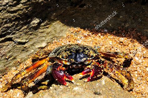 Spider Crab Neosarmatium Meinerti On Rock Editorial Stock Photo Stock